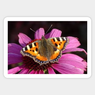 Small tortoiseshell butterfly – Aglais Urticae Sticker